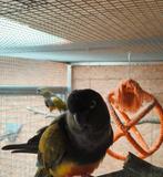 Koppel rotsparkieten, Dieren en Toebehoren, Vogels | Kanaries