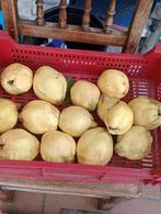 Coings keeperen bio du jardin, Divers, Enlèvement