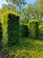 4 grote zuilen haagbeuk gratis, Jardin & Terrasse, Plantes | Arbustes & Haies, Enlèvement ou Envoi, Charme