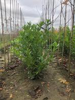 Aangeboden haagplanten- sierbomen- fruitbomen, Ophalen of Verzenden