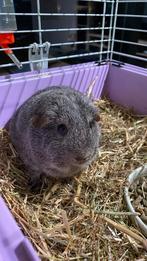 2 vrouwelijke cavia’s te koop, Dieren en Toebehoren, Cavia, Vrouwelijk, Mei, Tam