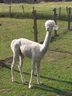 Wit Alpaca Hengstje, Dieren en Toebehoren, Overige Dieren, Juli, Mannelijk