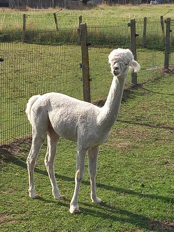 Wit Alpaca Hengstje  beschikbaar voor biedingen