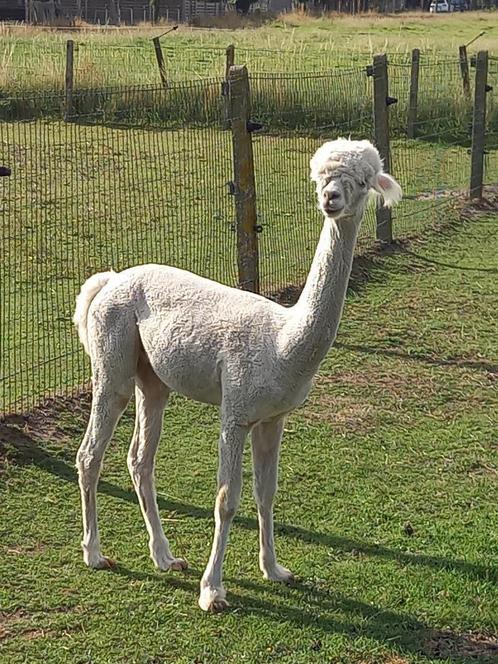 Wit Alpaca Hengstje, Dieren en Toebehoren, Overige Dieren, Mannelijk, Juli