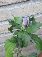 hibiscus, Tuin en Terras, Ophalen of Verzenden, Zomer, Vaste plant, Overige soorten
