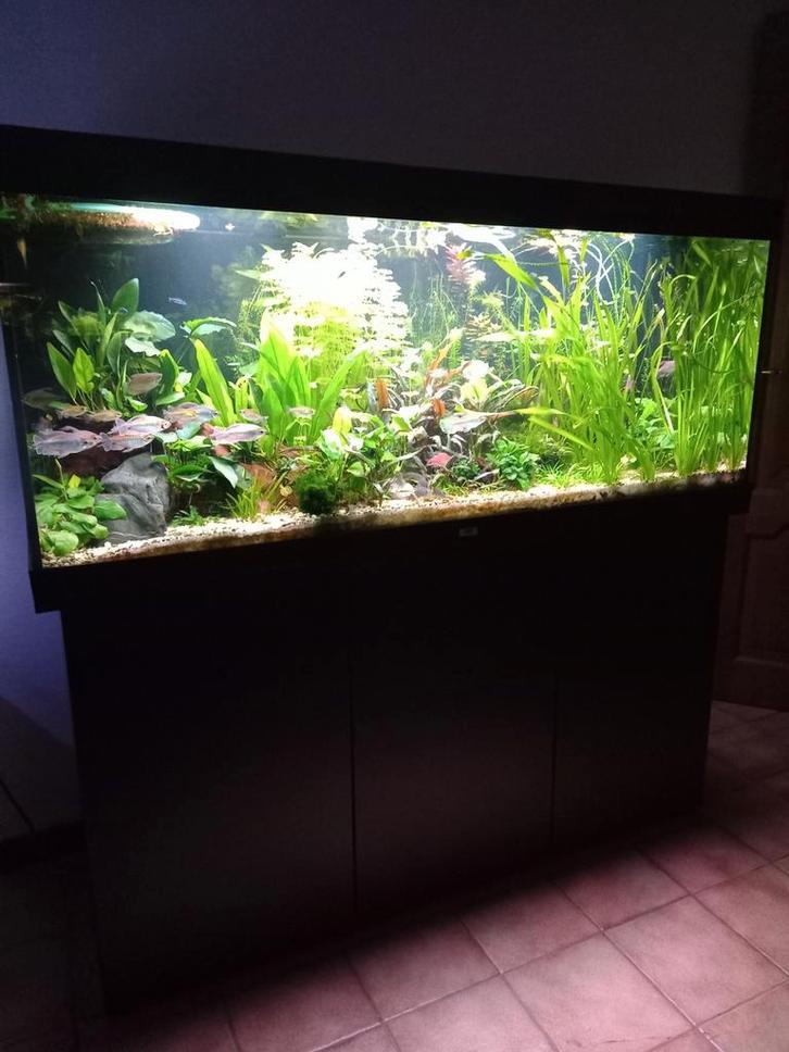 Aquarium, Dieren en Toebehoren, Vissen | Aquaria en Toebehoren, Ophalen