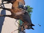 PRE merrie Apta 1.72 hoog, Dieren en Toebehoren, Paarden, Merrie, B, Gechipt, 170 tot 175 cm
