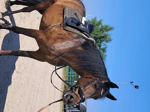 PRE merrie Apta 1.72 hoog, Dieren en Toebehoren, Paarden, Merrie, B, 170 tot 175 cm, 7 tot 10 jaar, Recreatiepaard, Met stamboom