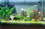 Juwel Rio 125 LED Aquarium - wit - 125L - 80 x 35 x 50 cm, Ophalen, Zo goed als nieuw, Leeg aquarium