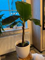 Bananenplant, Ophalen