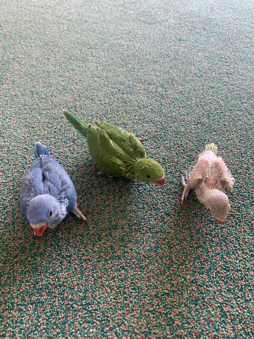 Halsbandparkiet kuikens geringd, Dieren en Toebehoren, Vogels | Parkieten en Papegaaien, Parkiet, Geringd