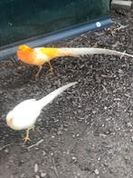 PEACH FAZANTEN ( mutatie goudfazant) 2022, Dieren en Toebehoren, Meerdere dieren, Overige soorten