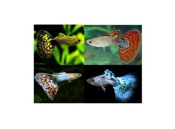 Guppy Cobra Snakeskin mix beschikbaar voor biedingen