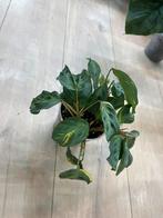 Maranta Kerchoveana Variegata, Huis en Inrichting, Kamerplanten, Ophalen of Verzenden