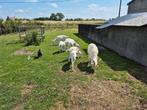 saanen geiten, Dieren en Toebehoren, Schapen, Geiten en Varkens, Meerdere dieren, Geit
