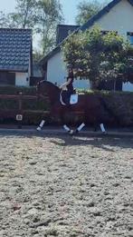 Spoed! Bloedmooie 5 jarige merrie, Dieren en Toebehoren, Paarden, Merrie, Met stamboom, Dressuurpaard, Zadelmak