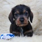 Teckel pups, Parvo, België, Reu, 8 tot 15 weken