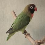 Nigrigenis Green split Blue 2025, Sexe inconnu, Perroquet nain ou Inséparable, Bagué