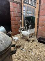Nandoes kuikens, Dieren en Toebehoren, Pluimvee