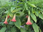 Brugmansia, Plein soleil, Enlèvement, Autres espèces, Été