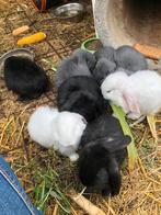 Mooie lijn Franse hangoren!, Dieren en Toebehoren, Mannelijk, Middelgroot, Hangoor, 0 tot 2 jaar