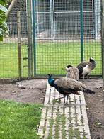 Blauwe pauwen