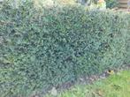 Taxus haag : ong. 4 meter, Jardin & Terrasse, Plantes | Arbustes & Haies, Moins de 100 cm, Taxus, Enlèvement, Haie