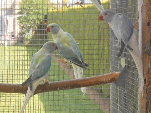 halsbanden opaline bleekstaart en spliten, Dieren en Toebehoren, Vogels | Parkieten en Papegaaien, Parkiet, Meerdere dieren, Geringd