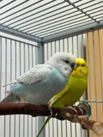 Groene en blauwe parkieten, Dieren en Toebehoren, Vogels | Parkieten en Papegaaien, Mannelijk, Parkiet