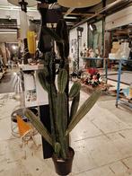 Valse cactus - valse planten, Huis en Inrichting, Ophalen, Zo goed als nieuw