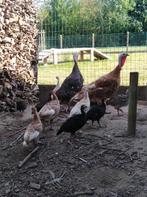 Kalkoenkuikens, Dieren en Toebehoren, Pluimvee, Kalkoen