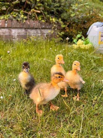 Indische Loopeend pulletjes (Raszuiver!) 🦆 beschikbaar voor biedingen