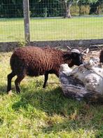 Quassant bokjes, Dieren en Toebehoren