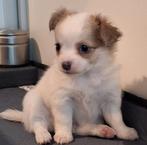 Chihuahua pup (teefje), Dieren en Toebehoren, België, Particulier, CDV (hondenziekte), 8 tot 15 weken