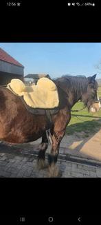 Werner christ bareback pad (+ alles erbij), Dieren en Toebehoren, Zo goed als nieuw, Ophalen