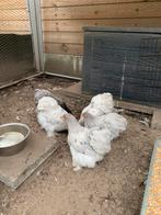 Cochin krielen, Dieren en Toebehoren, Meerdere dieren, Kip