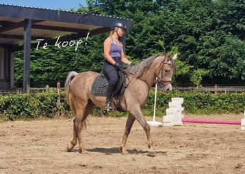 Prachtige 3-jarige bereden Arabier beschikbaar voor biedingen