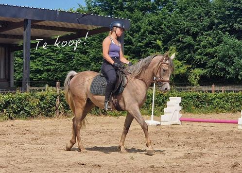 Prachtige 3-jarige bereden Arabier, Dieren en Toebehoren, Paarden, Ruin, Zadelmak, Minder dan 160 cm, 3 tot 6 jaar, Met stamboom