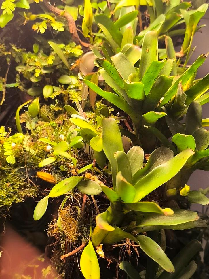 Bromelia narciss, Dieren en Toebehoren, Reptielen en Amfibieën | Toebehoren, Ophalen