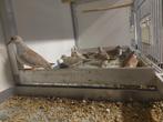 diamantduif, Dieren en Toebehoren, Vogels | Duiven, Geslacht onbekend, Overige soorten