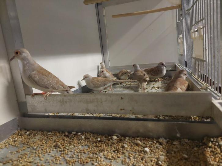 diamantduif, Dieren en Toebehoren, Vogels | Duiven, Overige soorten, Geslacht onbekend