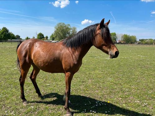 Merrie °04-2023 + merrie °04-2022, Dieren en Toebehoren, Paarden en Pony's | Dekhengsten en Fokmerries, Merrie