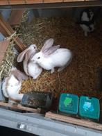 5 jonge konijnen te koop, Dieren en Toebehoren, Meerdere dieren, Groot, 0 tot 2 jaar