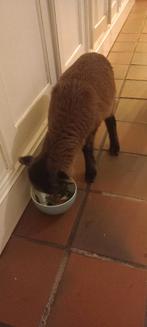 Lam handtam, Mannelijk, Schaap, 0 tot 2 jaar