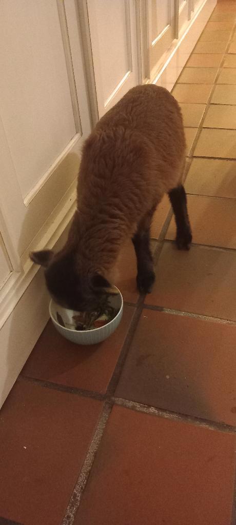 Kameroen Schaap lam handtam, Animaux & Accessoires, Moutons, Chèvres & Cochons, Mouton, Mâle, 0 à 2 ans