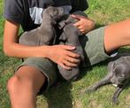 Italiaanse windhond pups, Dieren en Toebehoren, Honden | Windhonden, België, Fokker | Hobbymatig, Overige rassen, CDV (hondenziekte)