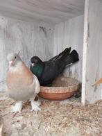 Takla broedkoppel, Animaux & Accessoires, Oiseaux | Pigeons