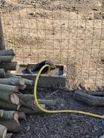 Mini hangbuikzwijntje, Dieren en Toebehoren, Overige Dieren, Mannelijk