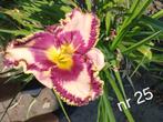 Hemerocallis  nr 25, Ophalen of Verzenden