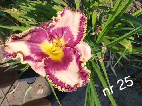 Hemerocallis  nr 25, Tuin en Terras, Planten | Tuinplanten, Ophalen of Verzenden